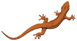 Lizard-PNG-File